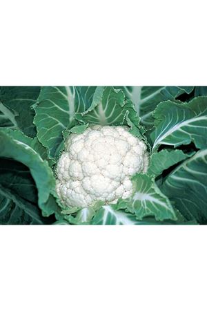 Belot F1 130- 135 Günlük Karnıbahar