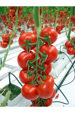 Bandita F1  Salkım Domates