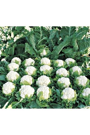 Caprio F1 170- 180 Günlük Karnıbahar