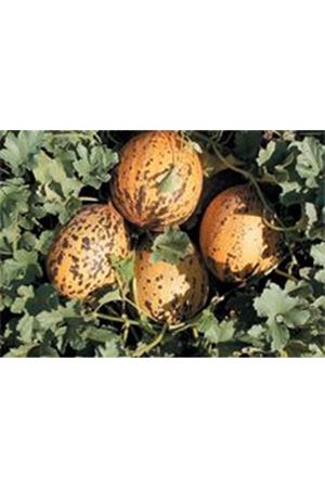 Sürmeli F1 Kavun Tohumu