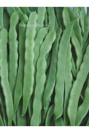 Helda Sırık Fasülye Tohumu