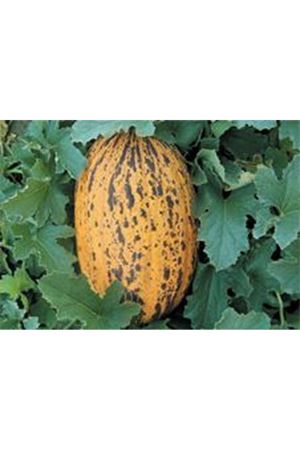 Buğra F1  Kırkağaç Tipi Kavun Tohumu
