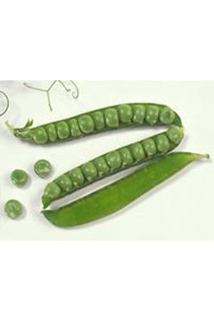 NUNHEMS  VADA  BEZELYE TOHUMU