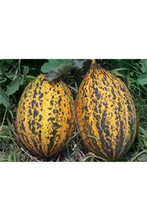 Edalı F1 Kavun Tohumu
