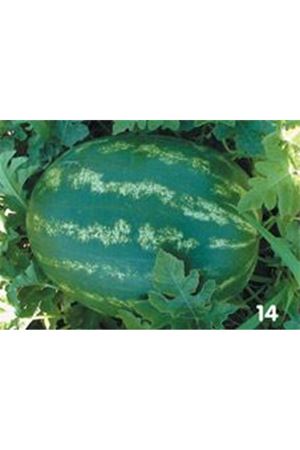 Dorukan F1 karpuz tohumu