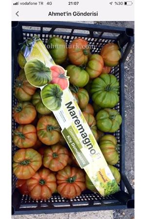 Maremagno F1 Köy Tipi Domates Tohumu