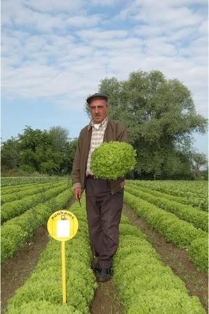 Batuka Kıvırcık Marul Tohumu