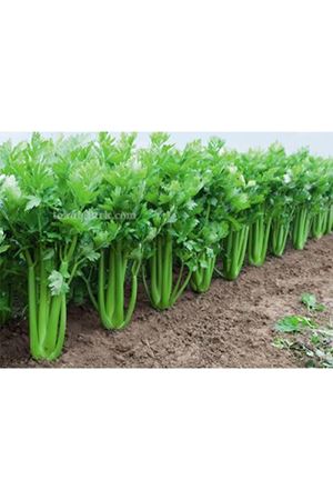 Tango Sap Kereviz Tohumu