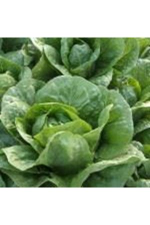 Bitez Yedikule Marul Tohumu