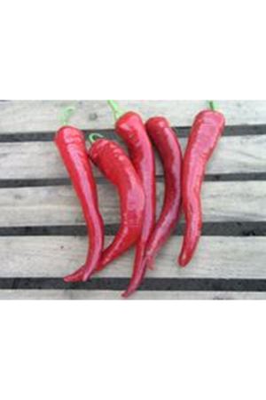 Zeybek F1 Acı Kapya Biber