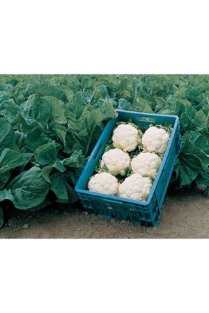 Daydream F1 165-175 Günlük Karnıbahar