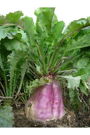 ULUSOY TOHUM  Polybra Yem Şalgam Tohumu, Kök Tipi 