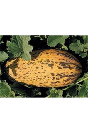 Sinem F1 Kavun Tohumu