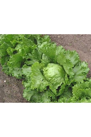 Vanguardia İceberg Marul Tohumu