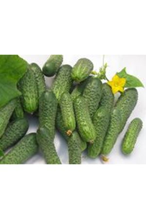 VERTİNA F1 TURŞULUK HIYAR TOHUMU