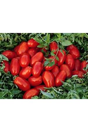 Sun 6109 F1 Domates Tohumu