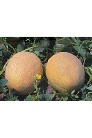 Balhan F1 Kavun Tohumu