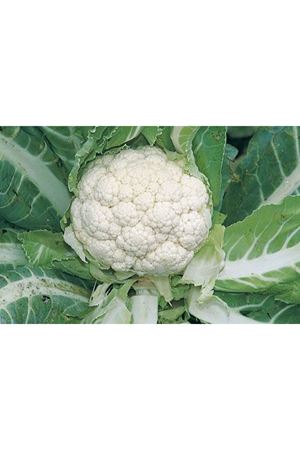 Amedeus F1 210-220 Günlük Karnıbahar