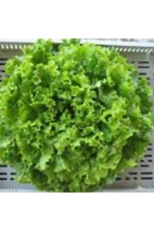 Campania Kıvırcık  Marul Tohumu