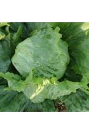 Bombala İceberg Marul Tohumu