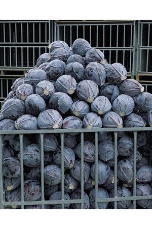 Maestro F1 Kırmızı Lahana Olgunlaşma 87-92 Gün