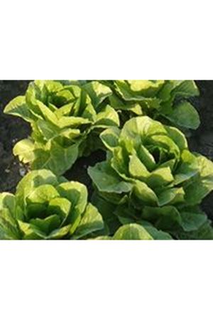 COURE YEDİKULE MARUL TOHUMU