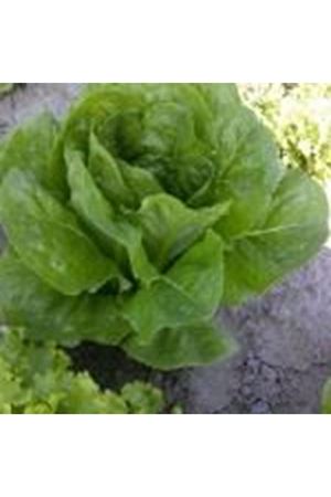 Adranita Yedikule Marul Tohumu