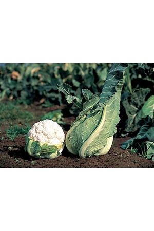 Maginot F1  145 - 150 Günlük Karnıbahar