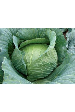 Fieldglory F1 Sarmalık 73-77 Günlük Lahana