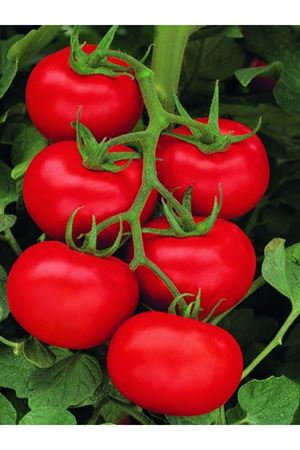 Durinta F1 Salkım Domates