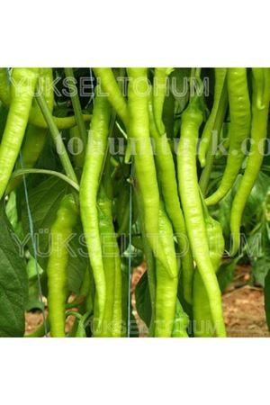 Çoban F1 Acı ,Kıl Sivri Biber Tohumu