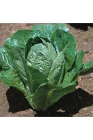 Barrina Marul Tohumu