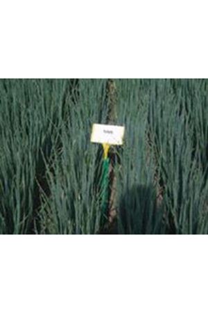 Parade F1  Taze Yeşil Soğan Tohumu