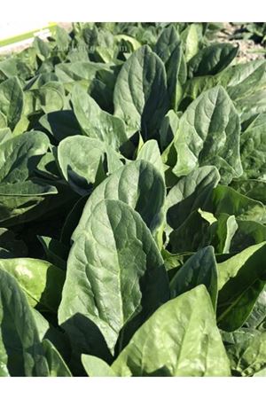 Acosta Ispanak Tohumu