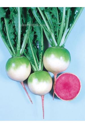 Burbeyaz Yeşil Beyaz Turp Tohumu