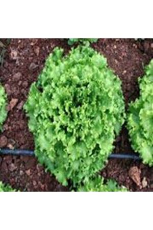 Funtime Kıvırcık Marul Tohumu