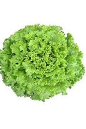 Funly Kıvırcık Marul Tohumu