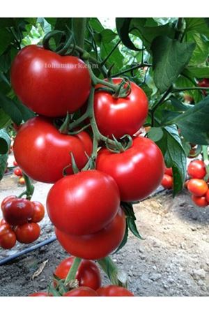 Öskan F1 Sırık Domates Tohumu