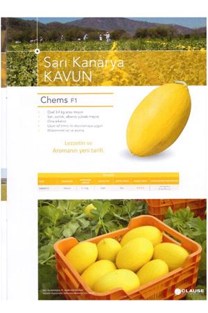 Chems F1 Sarı Kavun
