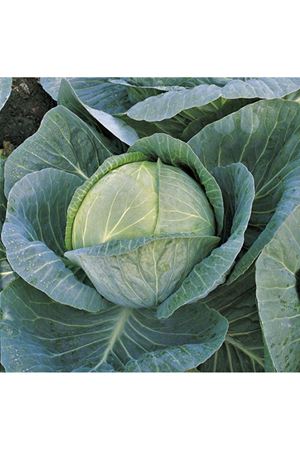 Megaton F1 Beyaz Lahana