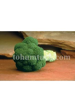 Marathon ( 85 - 90 ) Günlük  Brokoli Tohumu