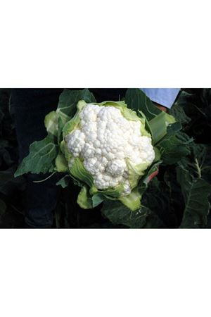 Sabadel F1 Erkenci Karnıbahar Tohumu