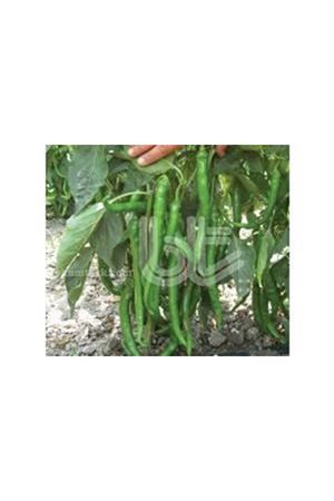 BT DEMOK DEMRE  BİBER TOHUMU 25 GRAM AMBALAJ ADET KDV DAHİL : 175 TL