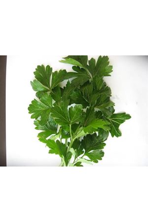 Asgen Tohum  Maydanoz Tohumu