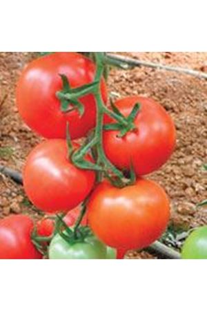 Daylos F1  Beef Domates