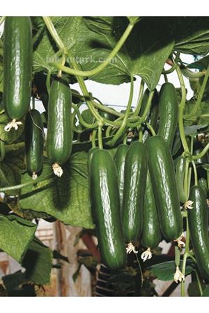 Amisos F1 Örtü Altı Hıyar Tohumu