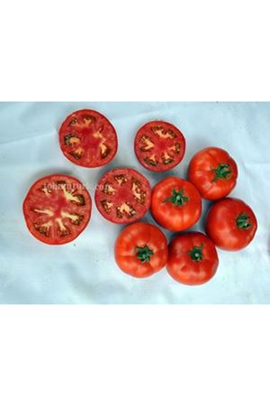Alaz F1 Sırık Domates Tohumu