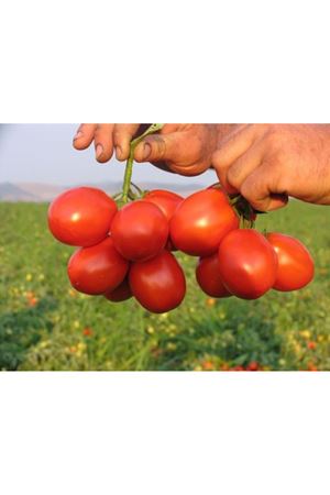 Heinz 9665  Domates Tohumu