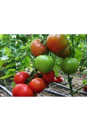 Cevahir F1 Beef Domates Tohumu