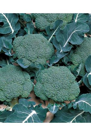 Lucky F1 Brokoli 65 - 70 Günlük